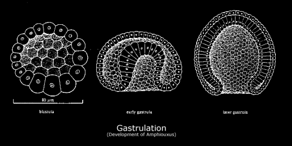 Gastru3